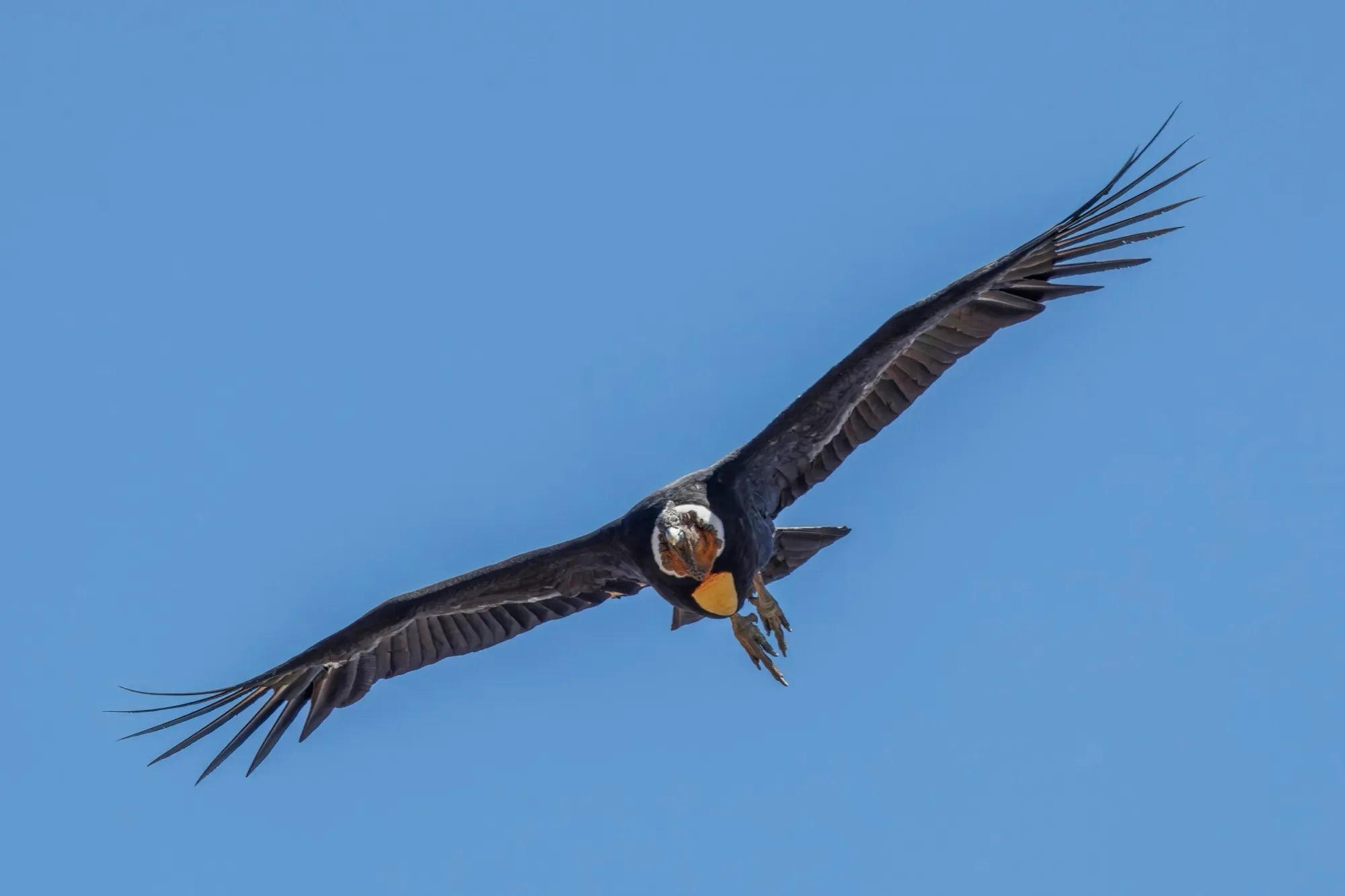 Cóndor andino en vuelo con las alas extendidas sobre un cielo azul