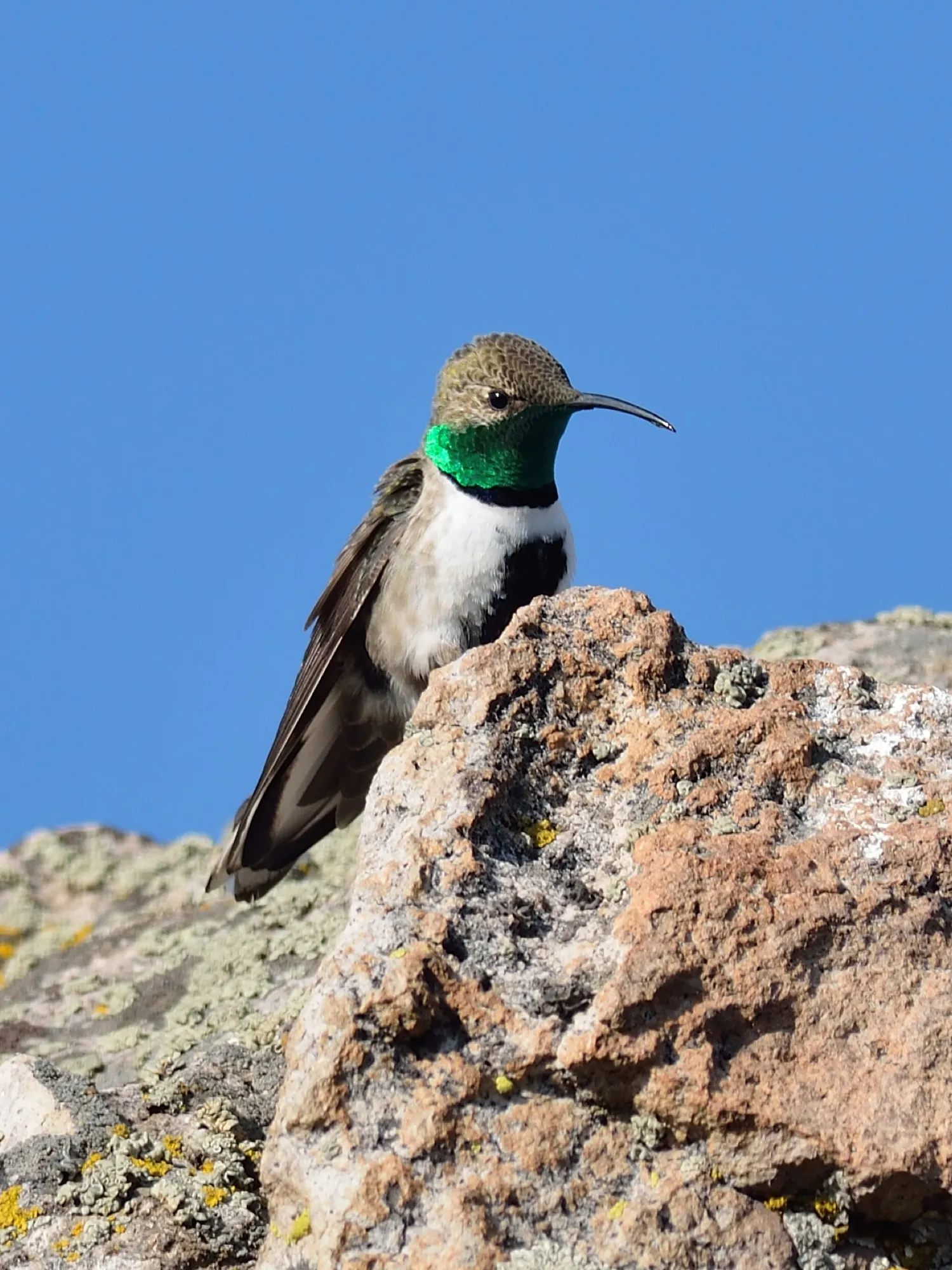 Picaflor cordillerano macho posado sobre una roca, con la garganta verde y el pecho blanco