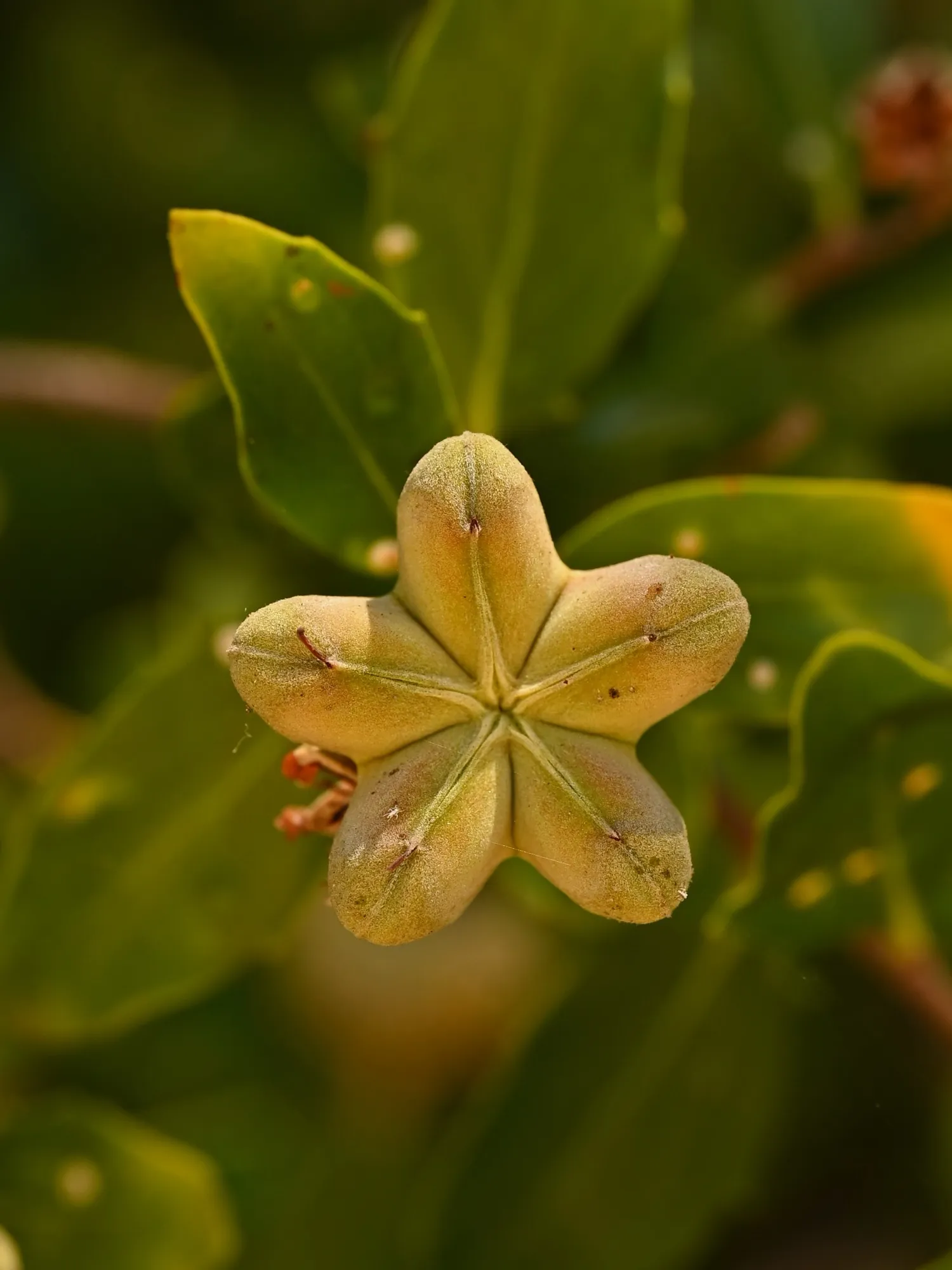Detalle del quillay, con su forma de estrella de cinco puntas entre hojas verdes