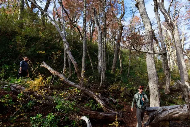 Personas haciendo senderismo en el bosque nativo de la Reserva Huilo Huilo