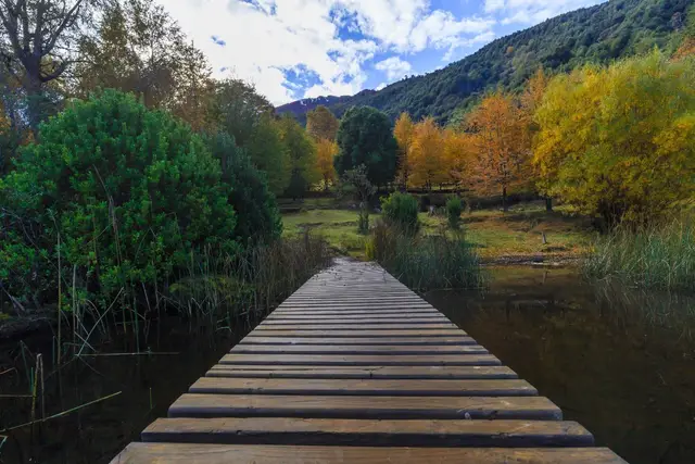 Sendero de madera entre humedales y bosque otoñal en la zona de Panguipulli